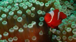 Nejúžasnější díla přírody