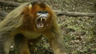 Divoká říše (1/3)