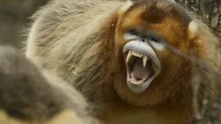 Divoká říše (1/3)