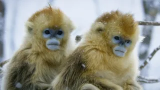 Divoká říše (1/3)