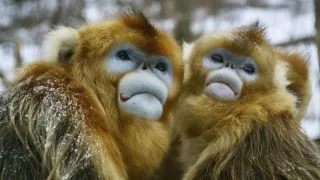 Divoká říše (1/3)