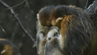 Divoká říše (1/3)