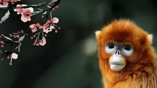 Divoká říše (1/3)