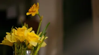 Emoce v umění (5/24)