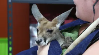 Pohotovost pro exotická zvířata IV (8)