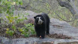 Divoká Latinská Amerika (2)