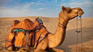 Na cestě po Rajastánu