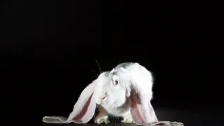 Království králíků