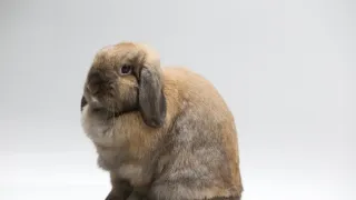 Království králíků