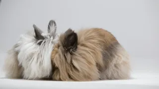 Království králíků