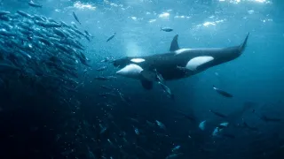 Tajemný severní Atlantik (1)