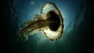 Tajemný severní Atlantik (1)