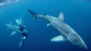 Tajemný severní Atlantik (1)