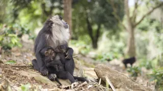 Dcery a synové divočiny (4/5)