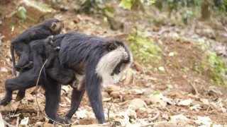 Dcery a synové divočiny (4/5)