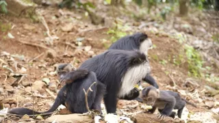 Dcery a synové divočiny (4/5)