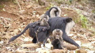 Dcery a synové divočiny (4/5)