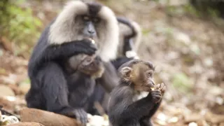 Dcery a synové divočiny (4/5)