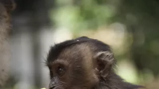 Dcery a synové divočiny (4/5)