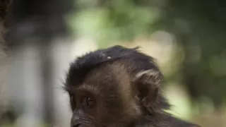 Dcery a synové divočiny (4/5)