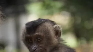 Dcery a synové divočiny (4/5)