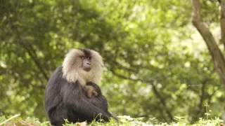 Dcery a synové divočiny (4/5)