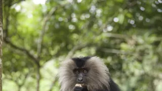 Dcery a synové divočiny (4/5)