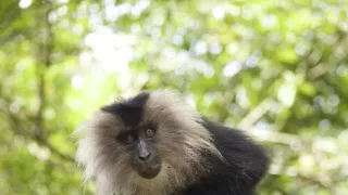 Dcery a synové divočiny (4/5)