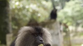 Dcery a synové divočiny (4/5)