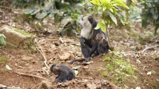 Dcery a synové divočiny (4/5)