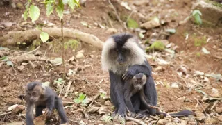 Dcery a synové divočiny (4/5)