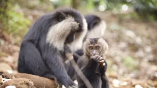 Dcery a synové divočiny (4/5)