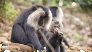 Dcery a synové divočiny (4/5)