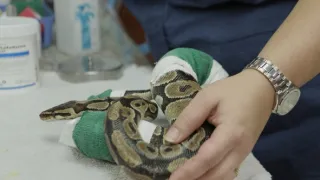 Pohotovosť pre exotické zvieratá II (2)