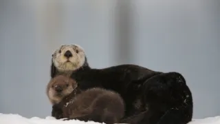 Divoká Aljaška (1/3)