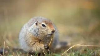 Divoká Aljaška (1/3)