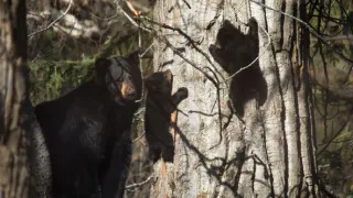 Divoká Aljaška (1/3)