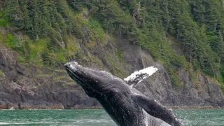 Divoká Aljaška (1/3)