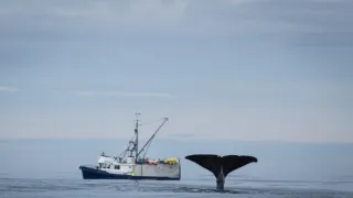 Divoká Aljaška (1/3)