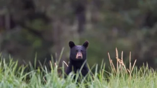 Divoká Aljaška (1/3)