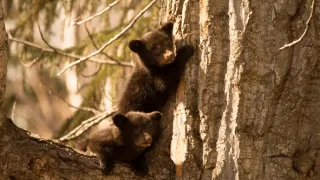 Divoká Aljaška (1/3)