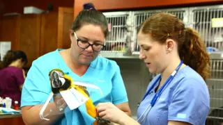 Pohotovost pro exotická zvířata VII (6)