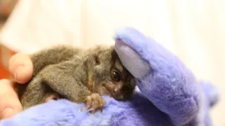 Pohotovost pro exotická zvířata IV (7)