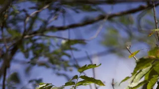 Dcéry a synovia divočiny (2/5)