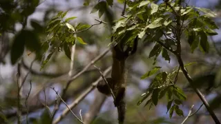 Dcéry a synovia divočiny (2/5)