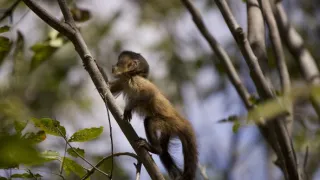 Dcéry a synovia divočiny (2/5)