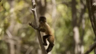 Dcéry a synovia divočiny (2/5)