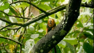 Zázračná planeta: Velká putování malých živočichů (2/3)