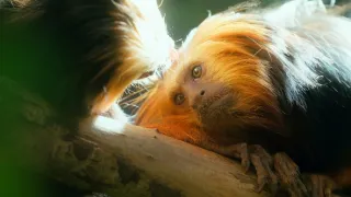 Zázračná planeta: Velká putování malých živočichů (2/3)