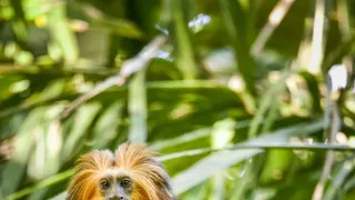 Zázračná planeta: Velká putování malých živočichů (2/3)